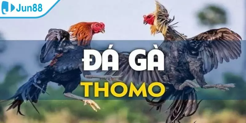 Chia sẻ thông tin chi tiết về sảnh đá gà thomo