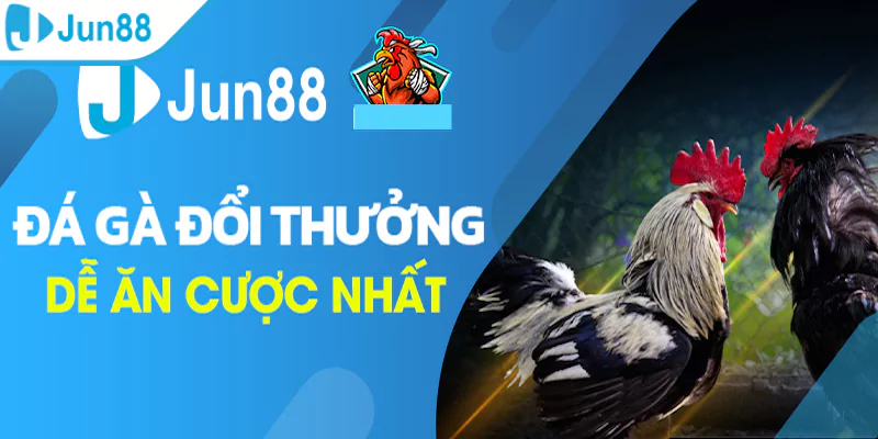 Tổng quan về chuyên mục đá gà trực tuyến Jun88